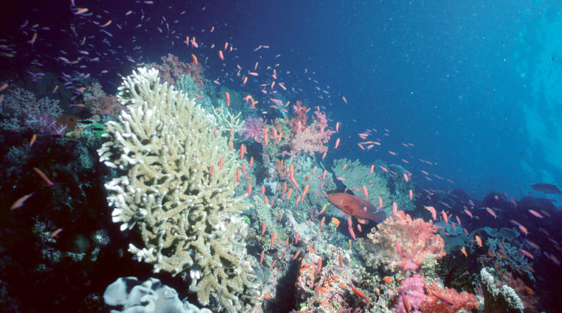 La Grande Barriera Corallina