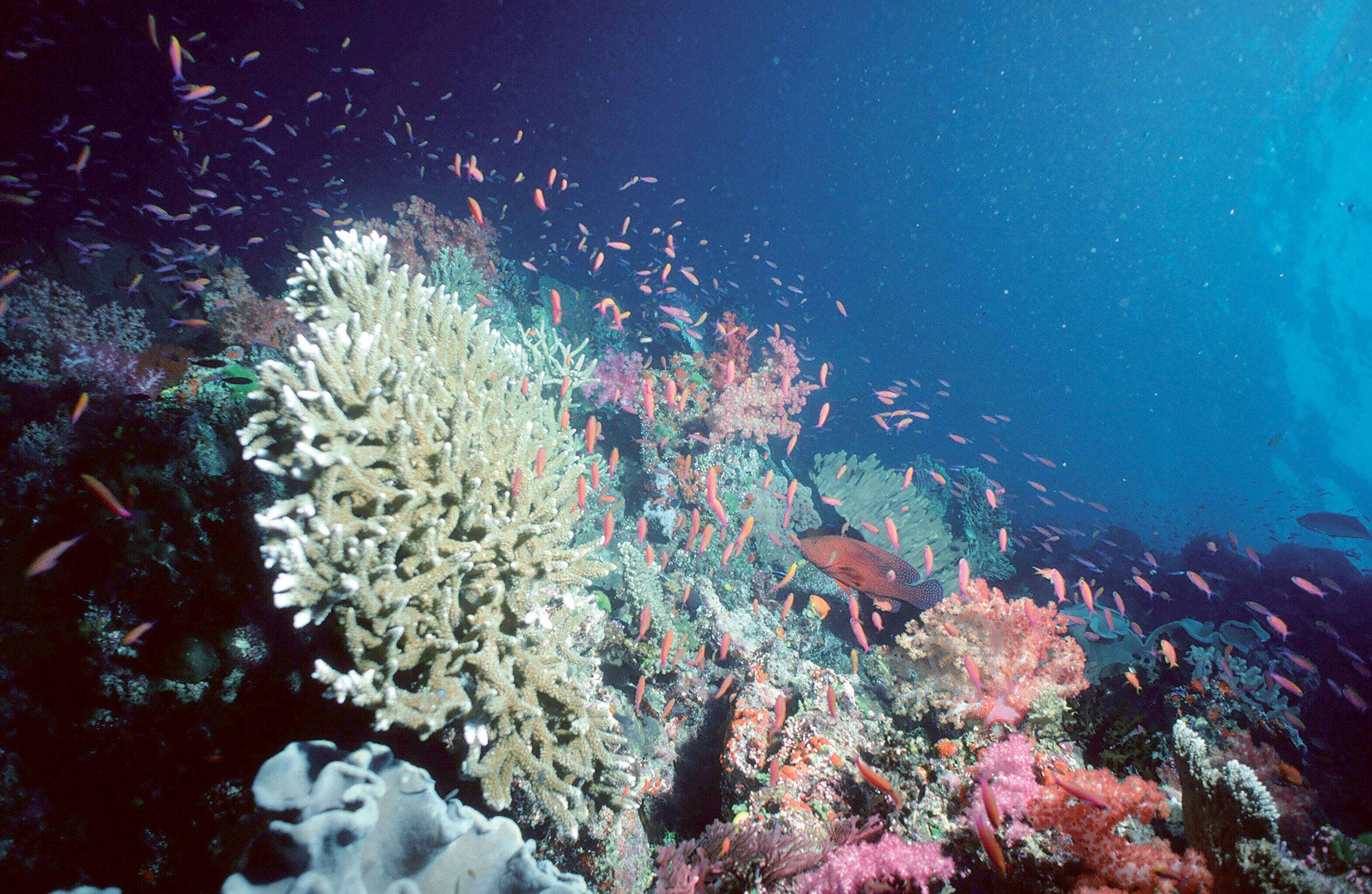 Тихий океан ученые. Океанология. Океанография и океанология. Коралловые рифы расположение. Спасение кораллы.